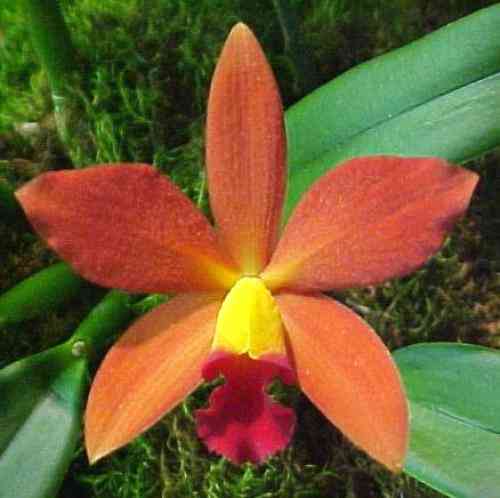 Sophrolaeliocattleya Ginny Champion 'Riverbend' HCC-AOS